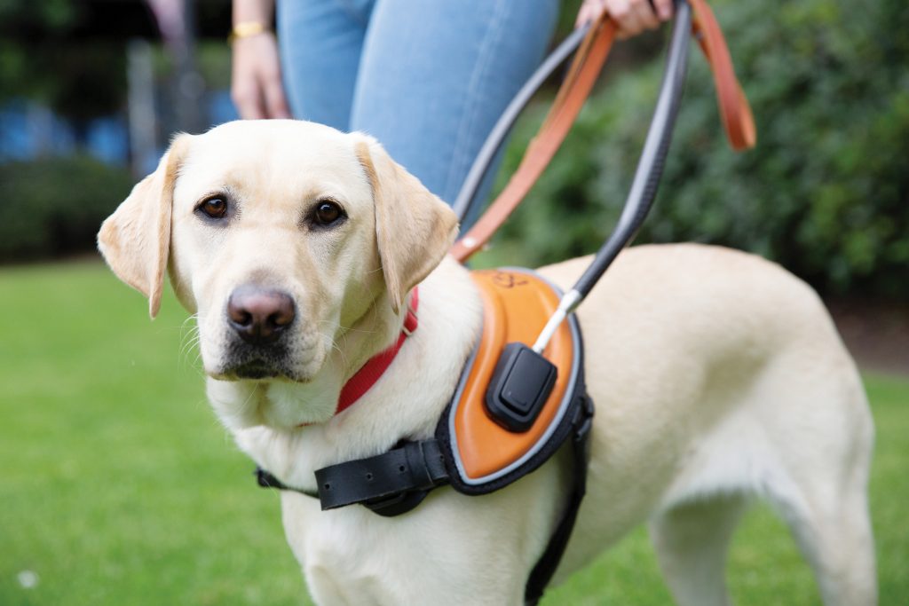 Guide dog in harness